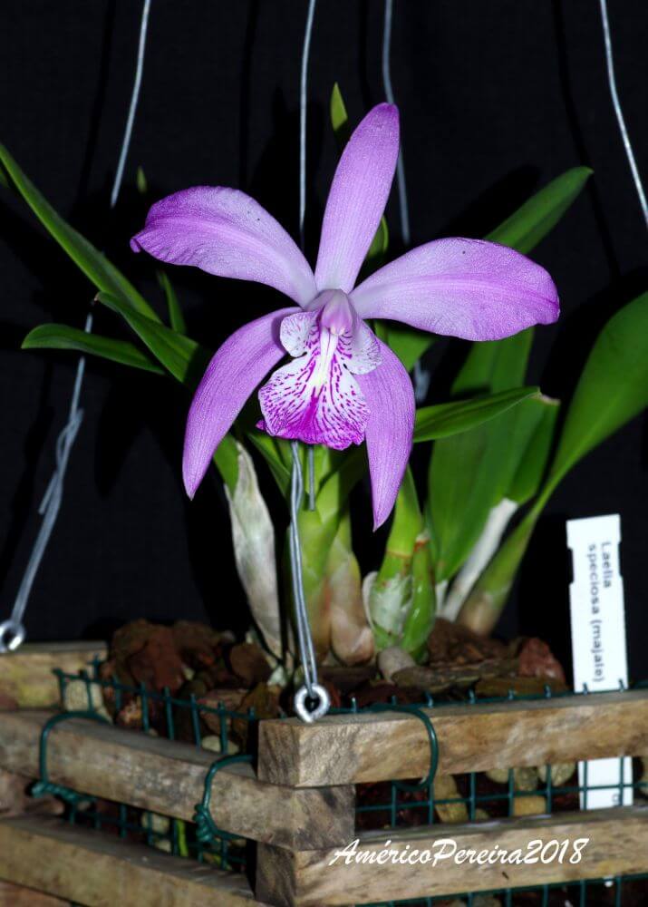 Laelia majale